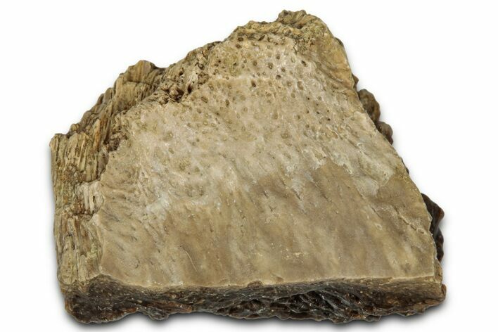 Fossil Tyrannosaur (T rex) Bone Section - Wyoming #352792